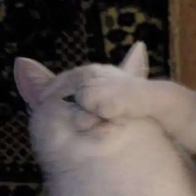 可爱猫头像萌萌哒图片高清超萌小奶猫头像
