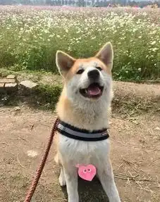 骑车发现路人和爱犬有同款情侣雨衣,网友笑喷可能是地下情
