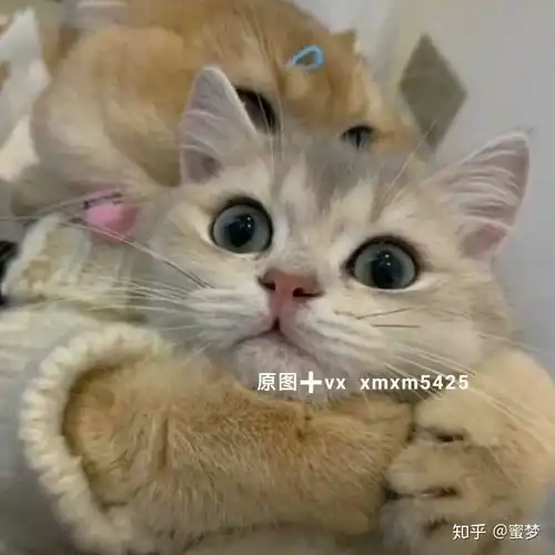 抖音热门头像可爱到爆炸的猫咪情侣头像
