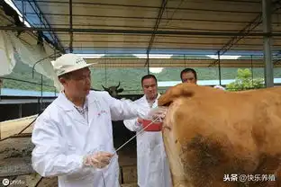 养母牛需注意的问题,不一定产犊越多越好,关键在于牛犊质量
