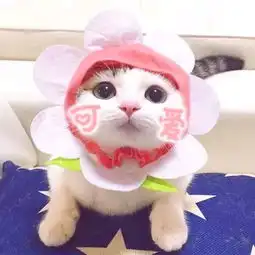 你知道猫咪到底有多脏吗
