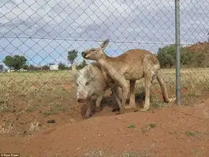 袋鼠母猪相恋一年爱情可以跨越物种变成现实
