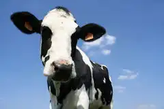 驳船图片.97886
