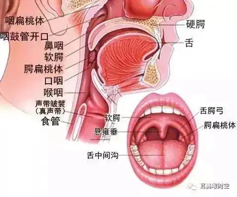孩子扁桃体发炎怎么办哪些情况下需要切除扁桃体
