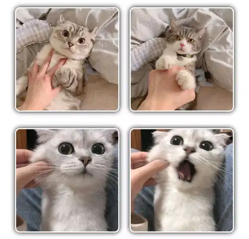 猫咪情侣头像可爱,动物情侣头像,狗狗情侣头像搞怪,狗狗情头,柴犬情头,柴犬可爱头像情侣,猫咪情侣头像可爱,猫猫的情侣头像,猫猫情侣头像无水印,猫咪情侣头像无水印
