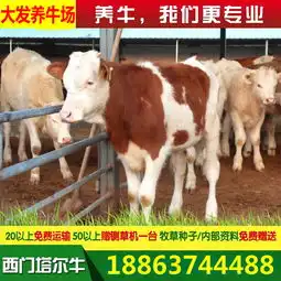 云南怒江傈僳族自治州泸水县养牛技术
