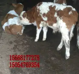 东莞西门塔尔牛种牛多少钱