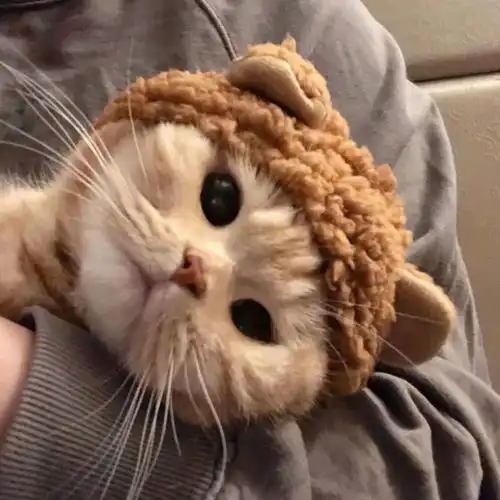 抱着猫猫的男生头像

