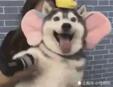 搞笑gif趣图妹子简单的几句话说出了多少女性的心声啊
